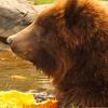 Watch Bronx Zoo Bears Get Into The Fall Spirit, With Pumpkins 